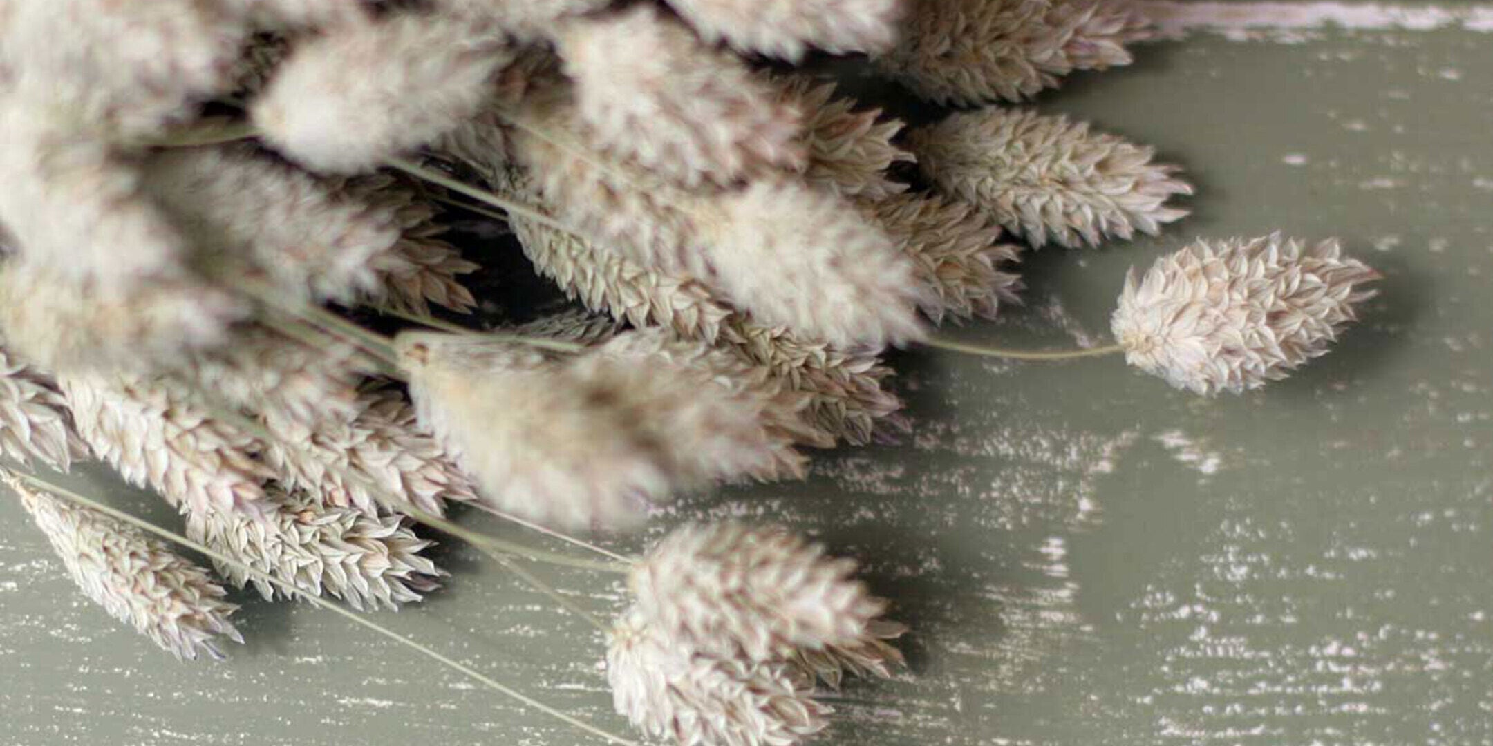 Conversation avec Cécile Misc - Le Monde Sauvage